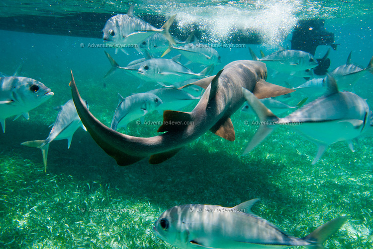 BELIZE OCEAN